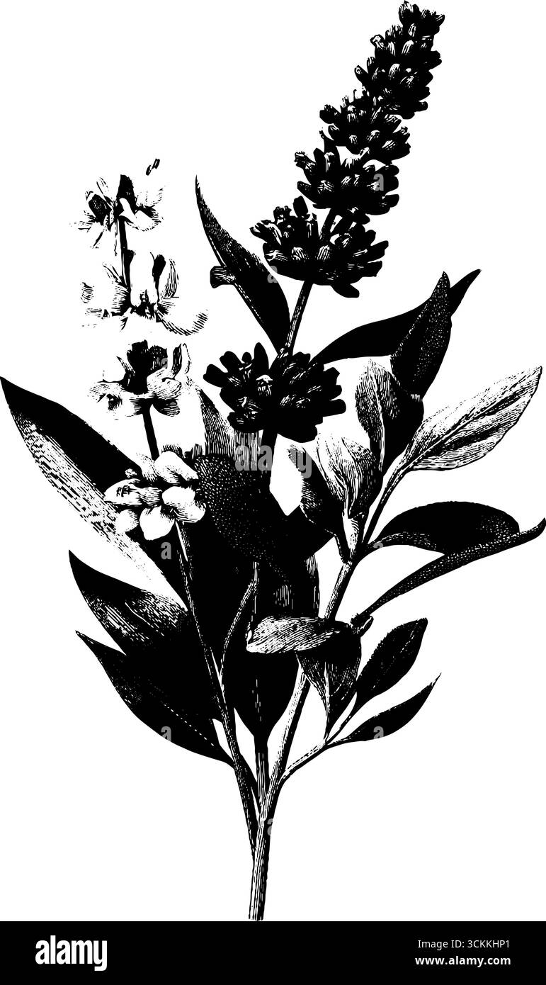 Schizzo di bouquet botanico vintage inciso per un design retrò e decorazioni floreali. Illustrazione Vettoriale