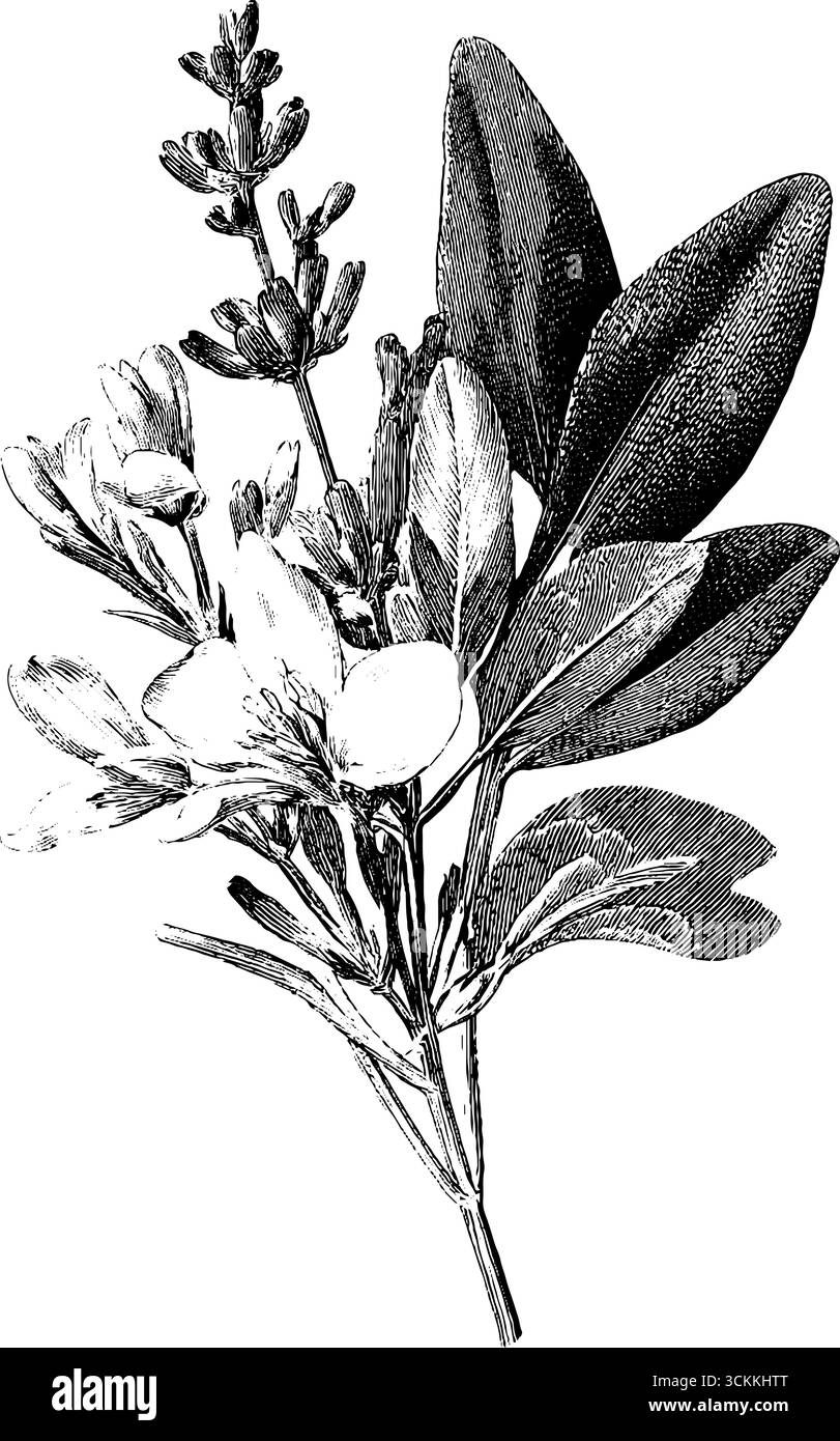 Incisione vintage con bouquet di erbe: Design botanico per carte e poster. Illustrazione Vettoriale