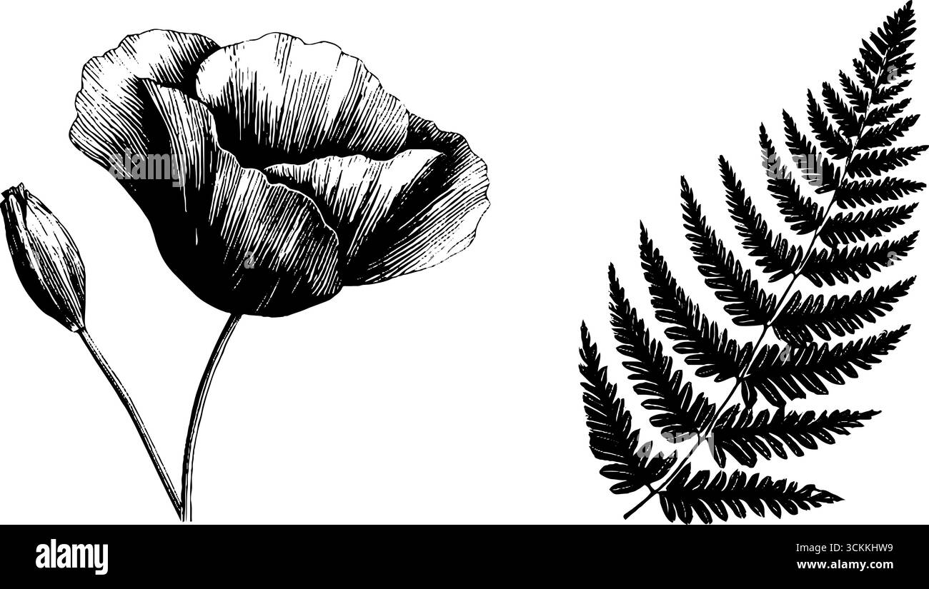Papavero selvatico e arte botanica di felce incise per un design ispirato alla natura. Illustrazione Vettoriale