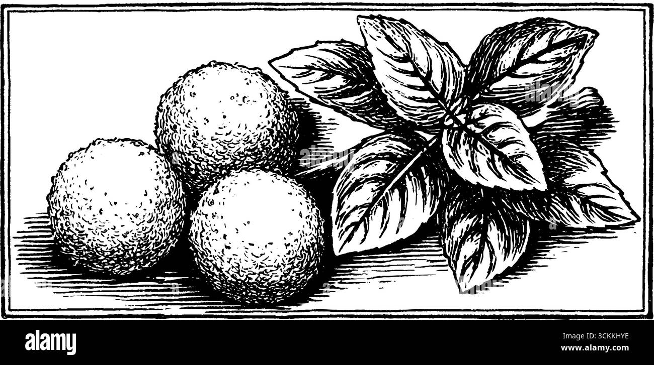 Illustrazione vintage incisa di palline arancini con foglie di basilico per un design artistico culinario. Illustrazione Vettoriale