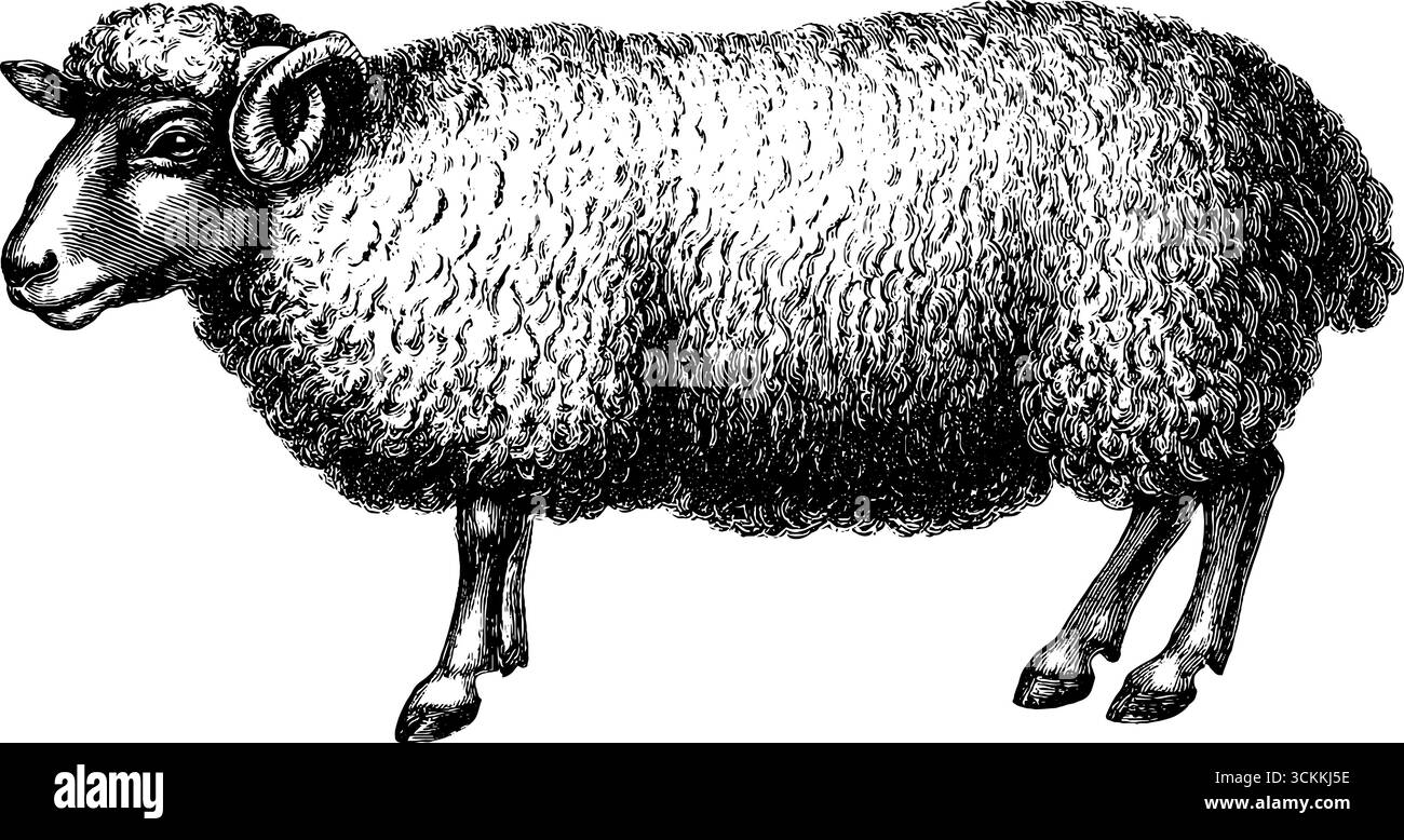 Incisione vintage di pecore con lana spessa - silhouette di animali retrò per design e arredamento. Illustrazione Vettoriale