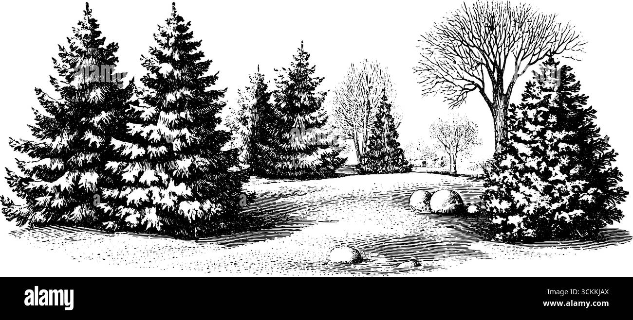 Paesaggio invernale con pini innevati incisi in stile vintage per un design stagionale. Illustrazione Vettoriale