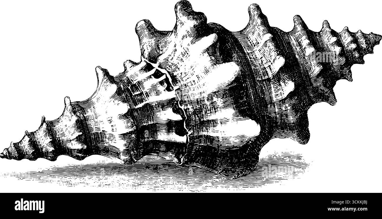 Illustrazione vintage incisa di una conchiglia a spirale per un design e una decorazione retrò. Illustrazione Vettoriale