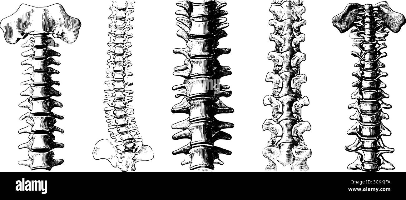 Illustrazioni vintage incise della colonna vertebrale umana e dell'anatomia chiropratica. Illustrazione Vettoriale