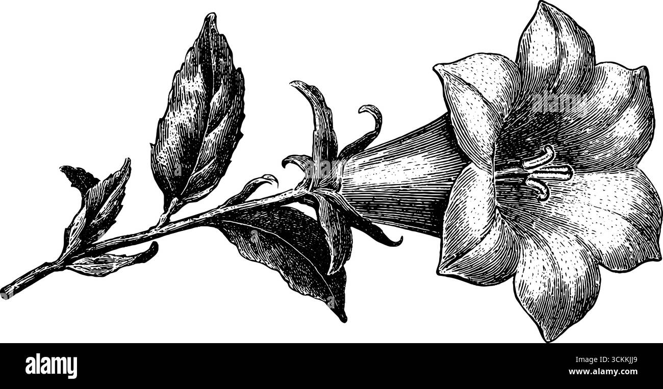 Illustrazione vintage incisa di fiori di campanello con foglie per design botanico. Illustrazione Vettoriale