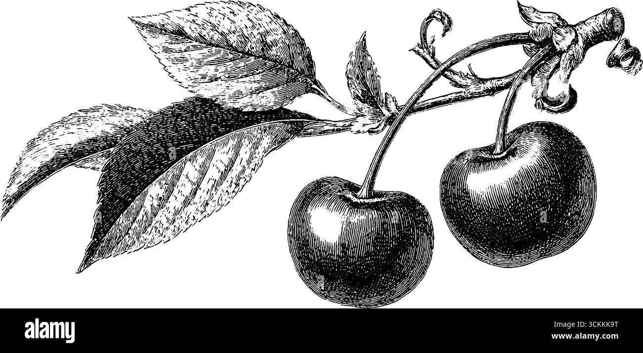 Incisione vintage di ramificato di ciliegio con foglie per un design e un arredamento retrò. Illustrazione Vettoriale