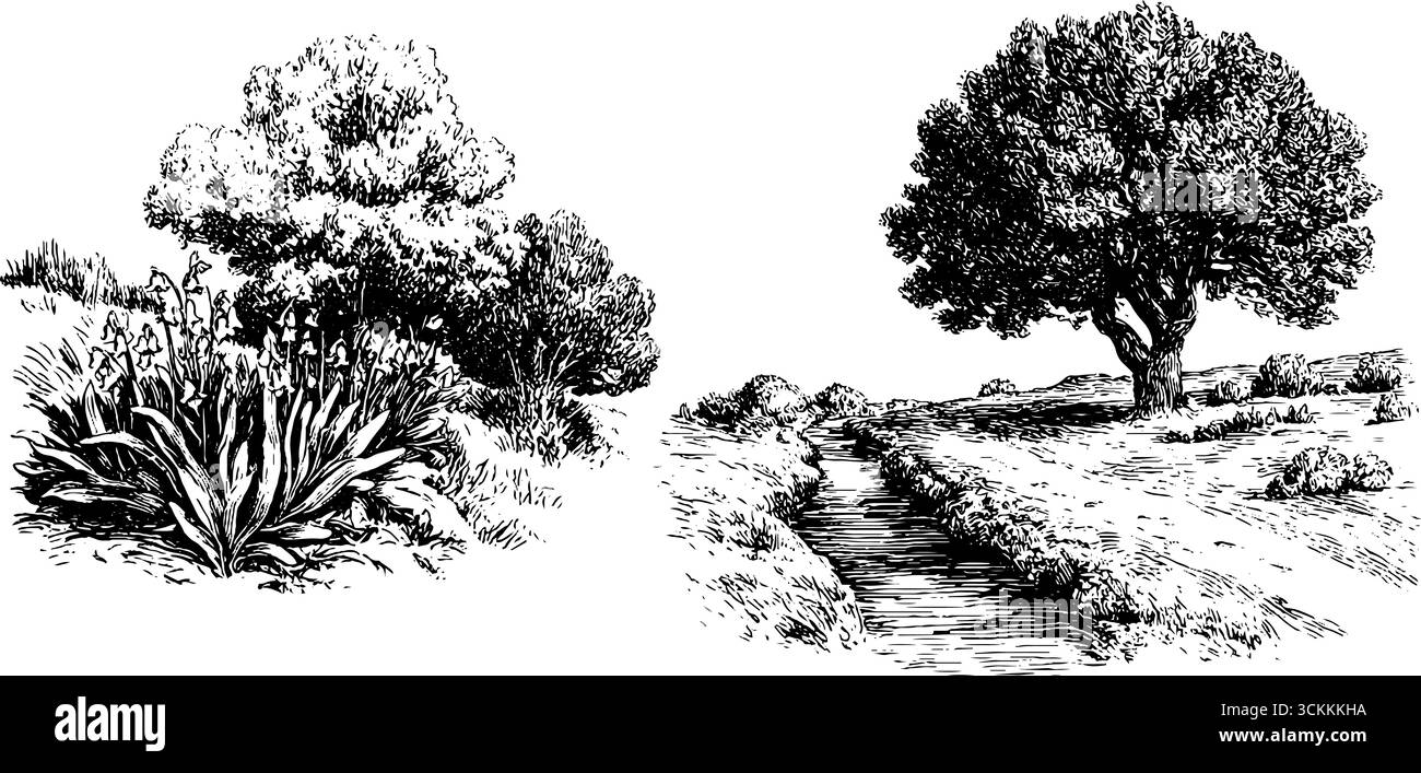 Illustrazioni di paesaggi con incisioni di corsie e alberi di campagna per il design artistico. Illustrazione Vettoriale