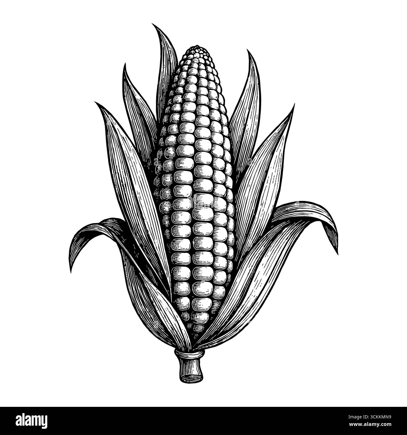 Un'incisione vintage dettagliata che raffigura una pannocchia di mais matura, perfetta per i temi del raccolto e del Ringraziamento. Illustrazione Vettoriale