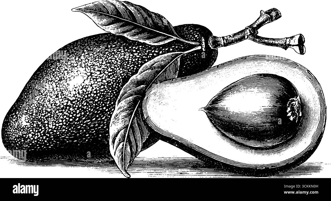 Illustrazione vintage incisa di mezzo avocado con foglia per un design retrò. Illustrazione Vettoriale