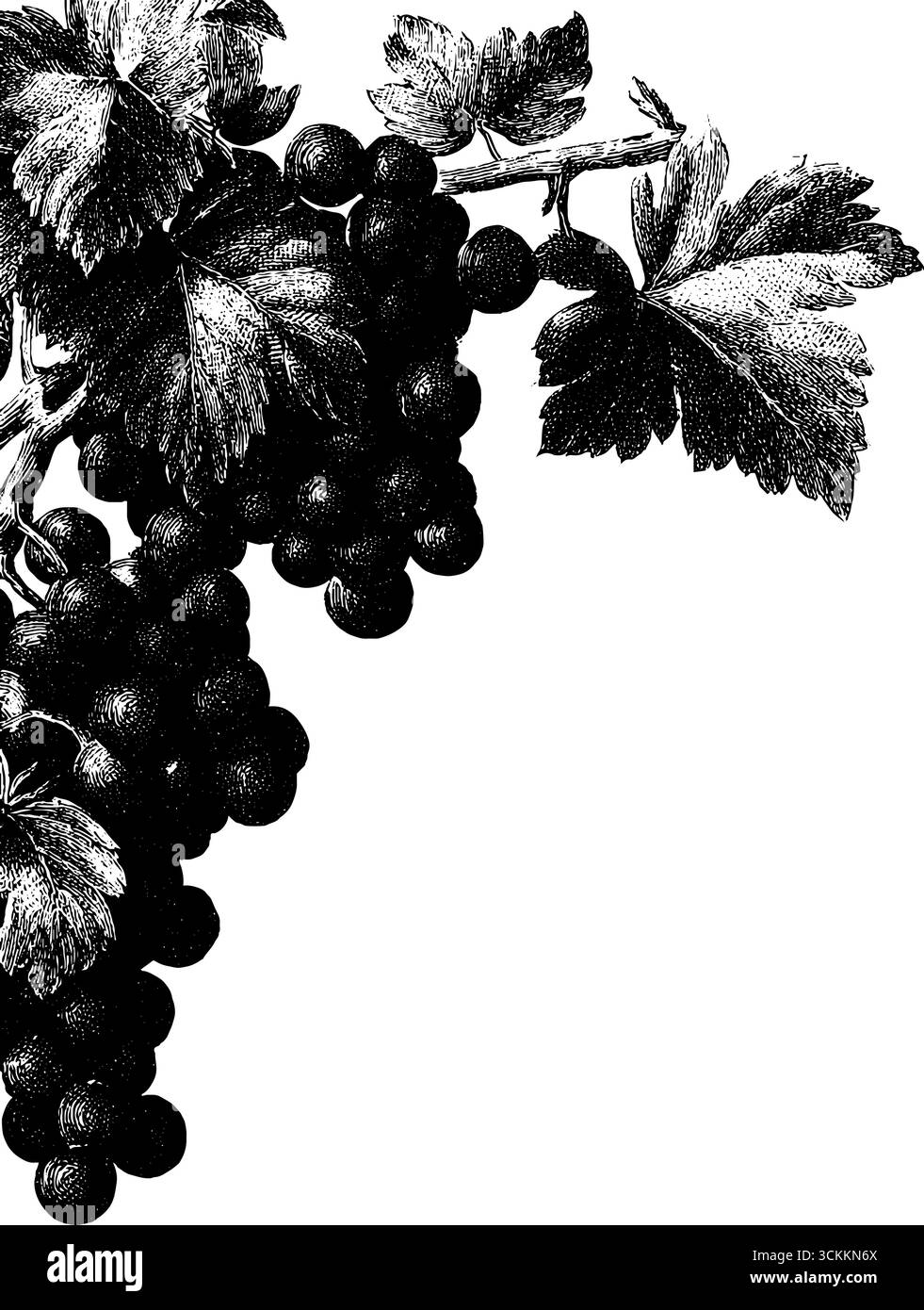 Illustrazione d'angolo vintage incisa per etichette o design. Illustrazione Vettoriale