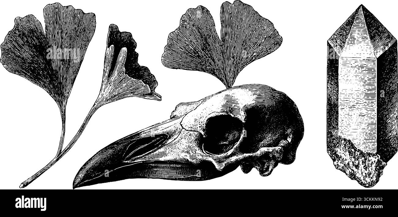 Illustrazione vintage incisa di foglie di ginkgo biloba, teschio di uccello e cristallo di quarzo per un design retrò. Illustrazione Vettoriale Illustrazione vintage incisa di foglie di ginkgo biloba, teschio di uccello e cristallo di quarzo per un design retrò. Illustrazione Vettoriale