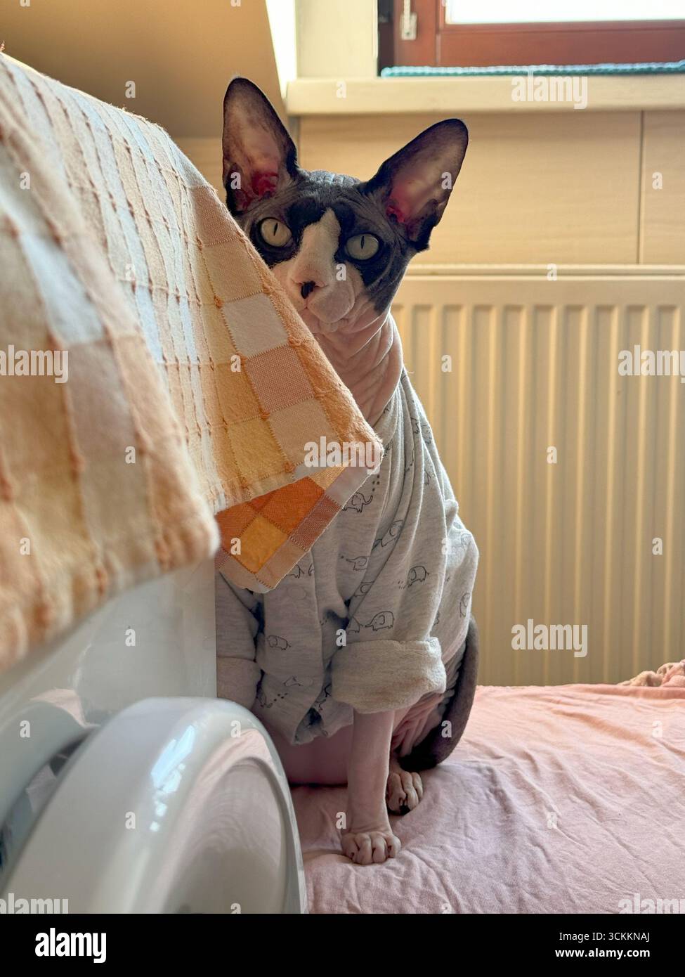 Un gatto canadese Sphynx che indossa un maglione si siede tranquillamente accanto a una lavatrice. L'accogliente ritratto interno mette in risalto il gatto Foto Stock