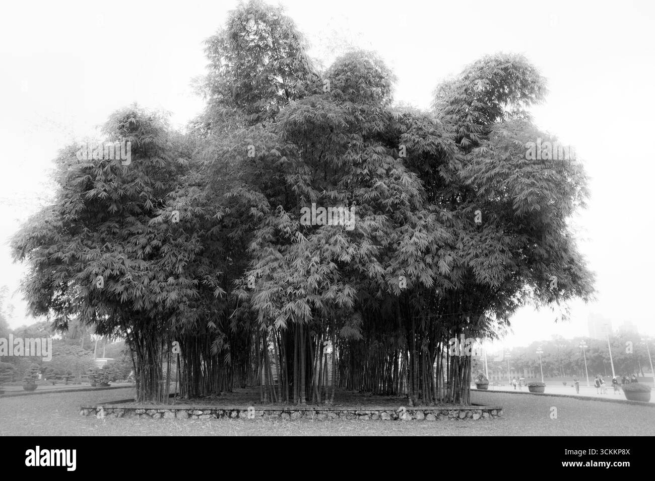 Boschetto di alti alberi di bambù ad Hanoi, Vietnam Foto Stock