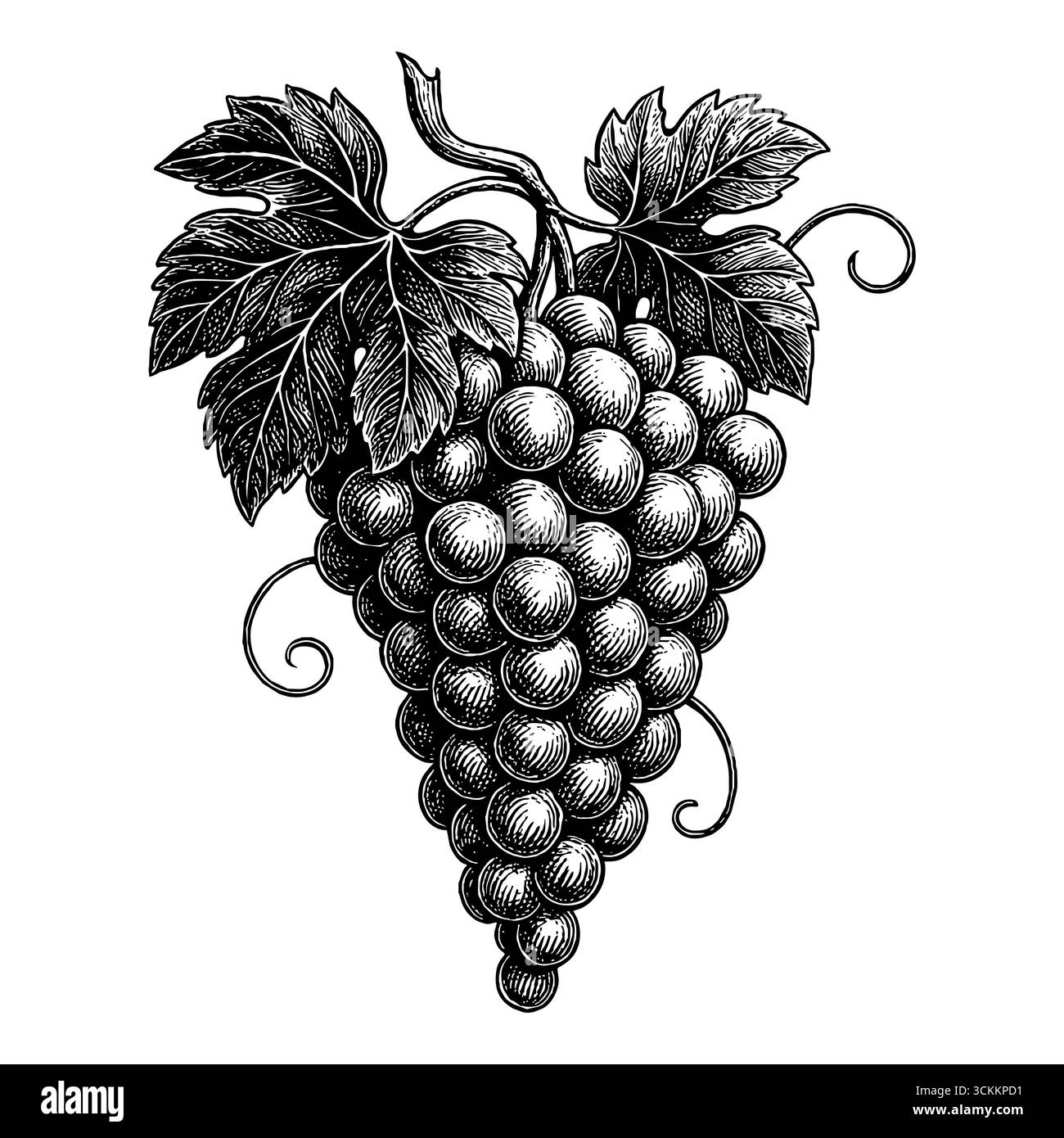 Un grappolo d'uva con foglie e tendini di vite in stile incisione. Illustrazione Vettoriale