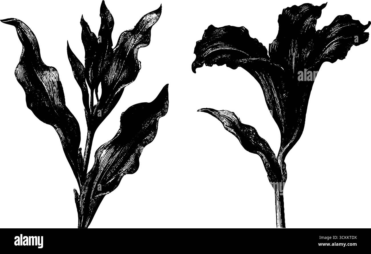 Set di illustrazioni botaniche incise con concetto tulpa e immagini di pensiero per il design. Illustrazione Vettoriale