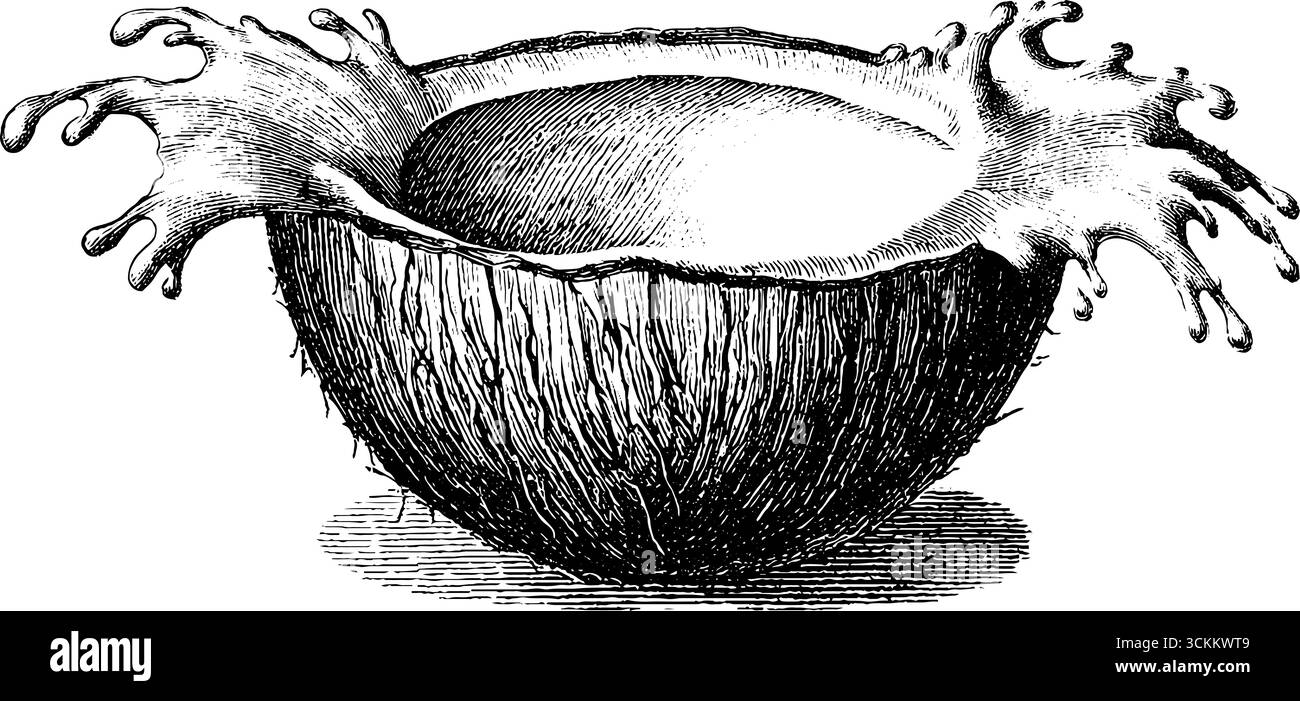 Illustrazione vintage incisa di mezza noce di cocco con spruzzo di latte per un design retrò. Illustrazione Vettoriale