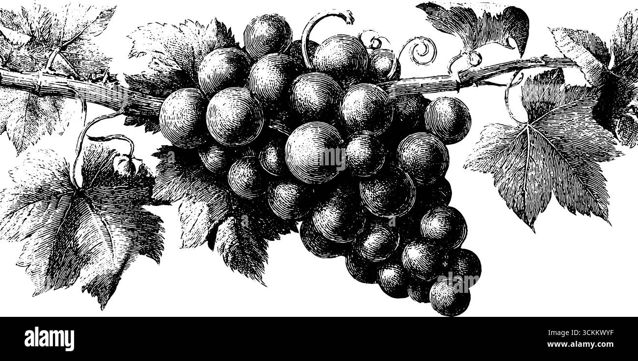 Vite vintage incisa con tendini arricciati per un design retrò. Illustrazione Vettoriale