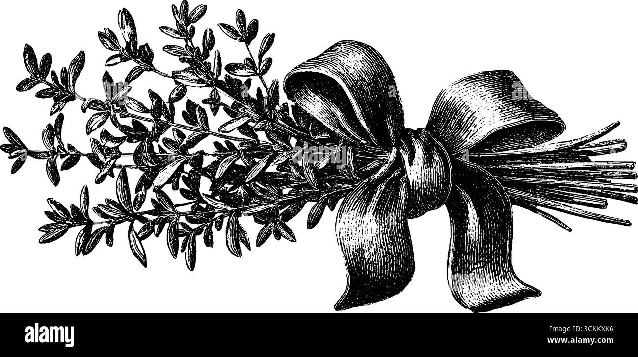 Illustrazione vintage incisa di un fascio di erbe legate con nastro per un arredamento retrò. Illustrazione Vettoriale