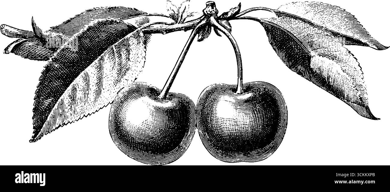 Incisione vintage di ciliegio con foglie per design e decorazione. Illustrazione Vettoriale