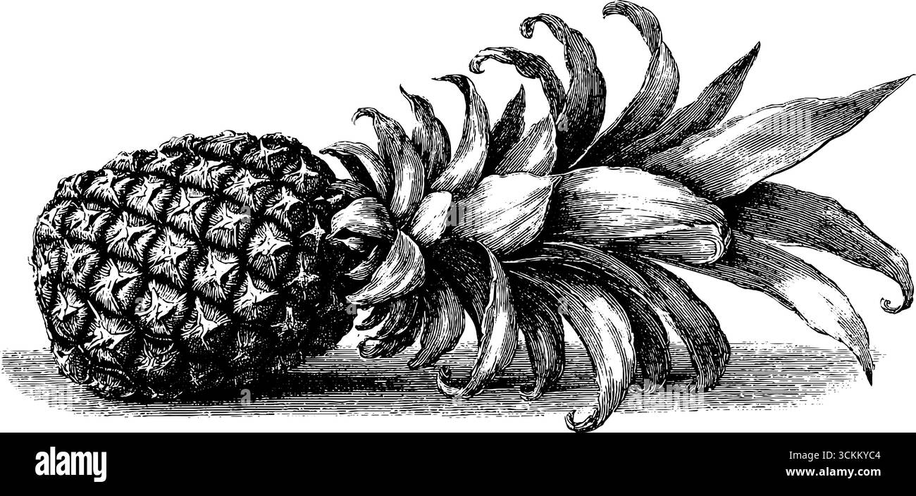 Incisione vintage con ananas e corona a foglia per design e arredamento. Illustrazione Vettoriale