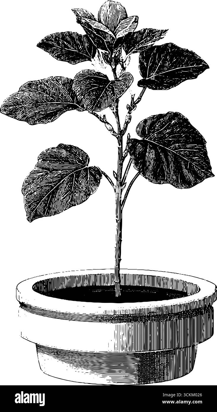 Illustrazione vintage incisa di una pianta di biloba in vaso per il design botanico. Illustrazione Vettoriale