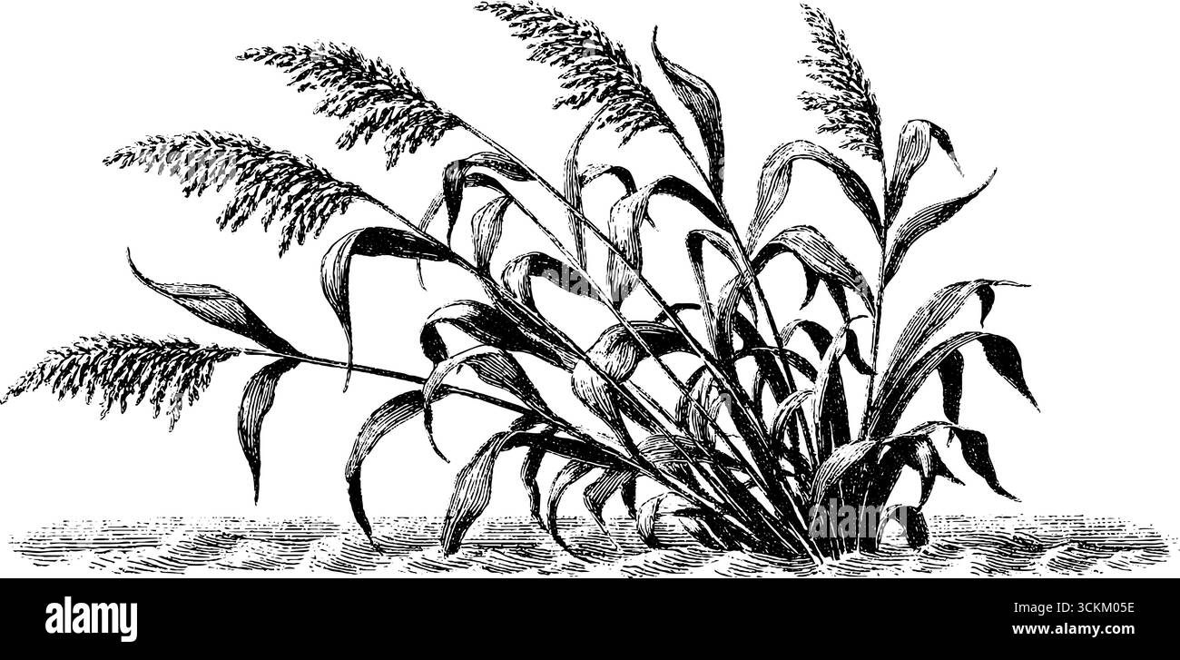 Illustrazione vintage incisa di un fascio di canne per un design decorativo. Illustrazione Vettoriale