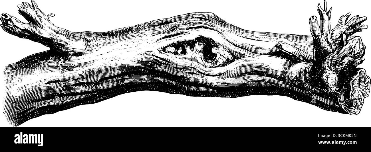 Illustrazione dettagliata incisa del ramo di derivazione per il disegno della natura. Illustrazione Vettoriale