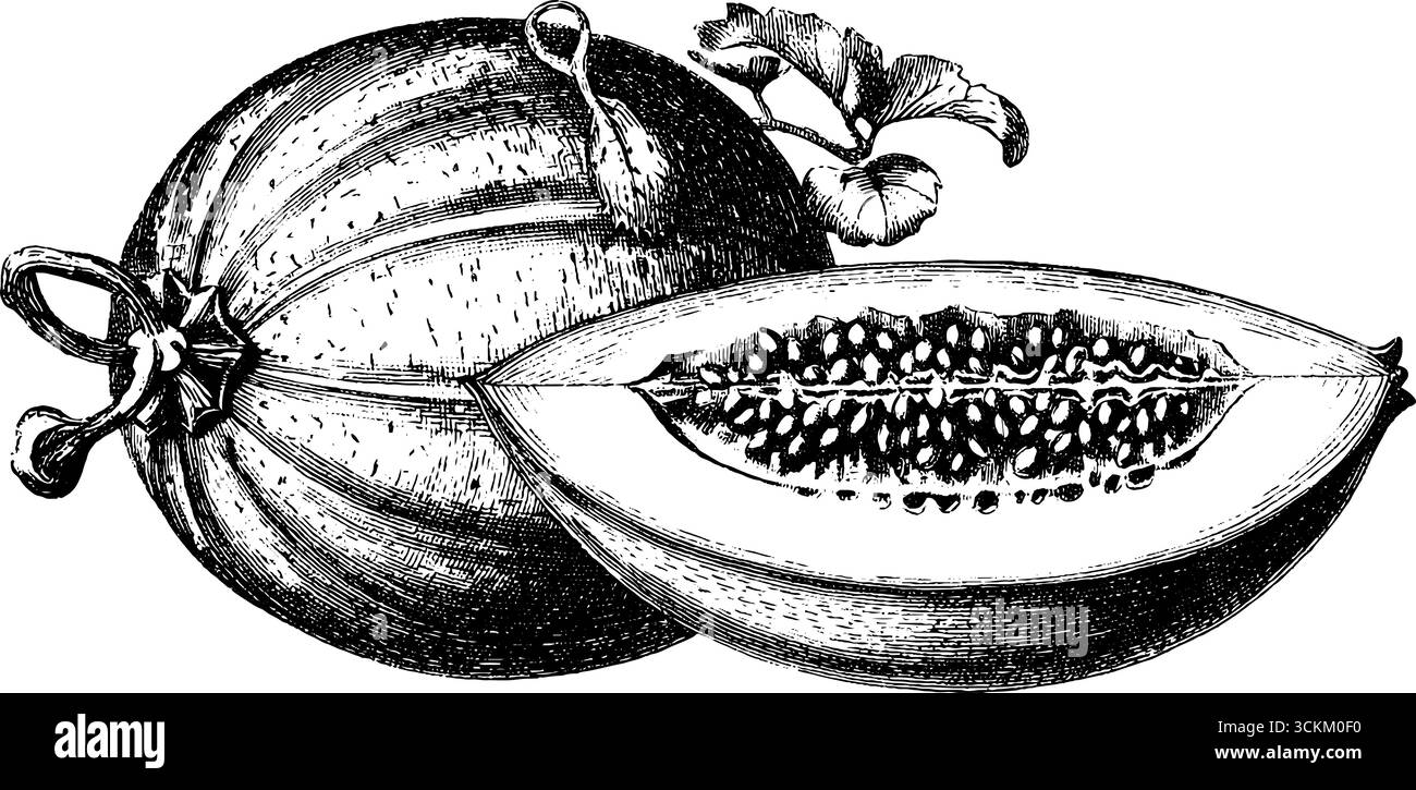 Fetta di melone vintage incisa con semi per progetti di design retrò. Illustrazione Vettoriale