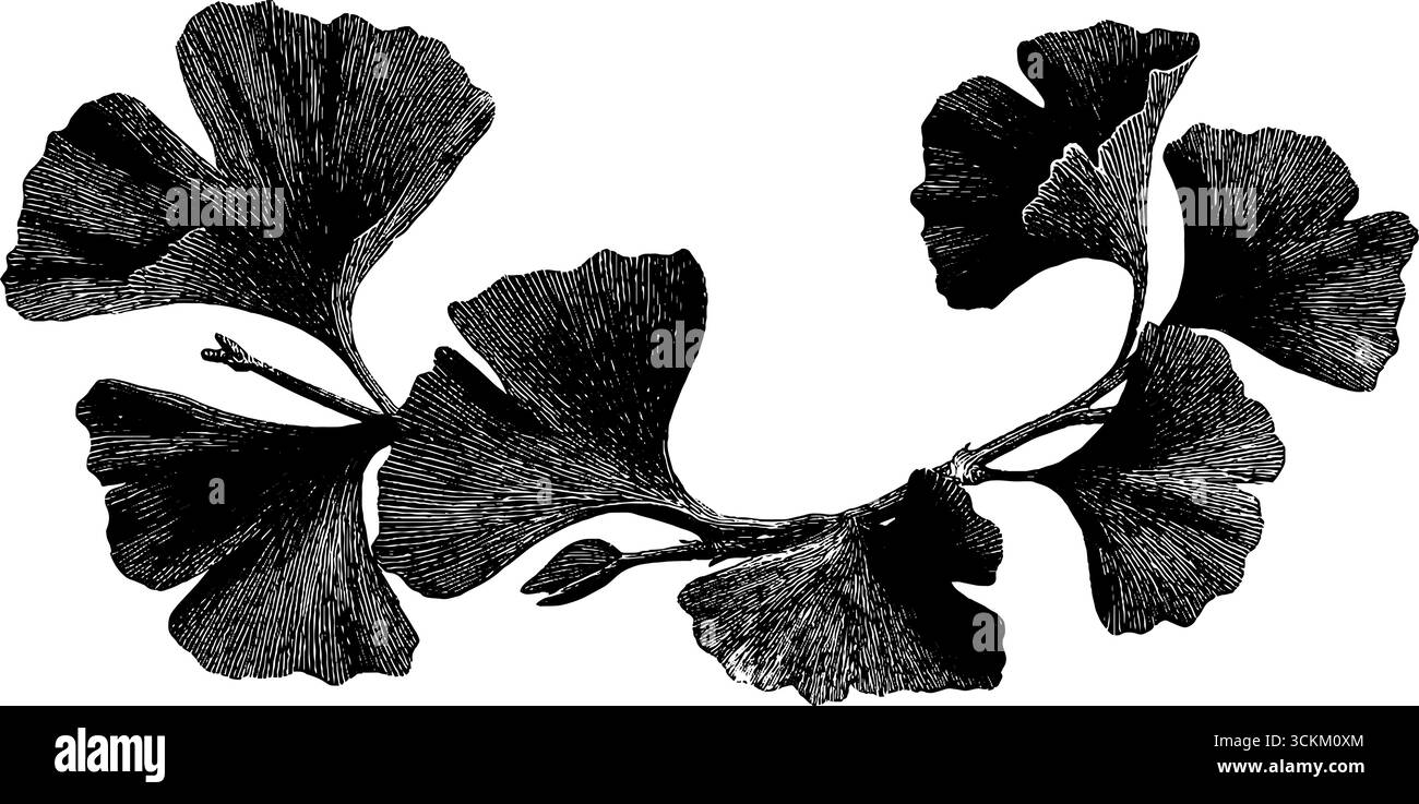 Illustrazione vintage incisa di foglie di ginkgo con cornice ornata per design e decorazione. Illustrazione Vettoriale