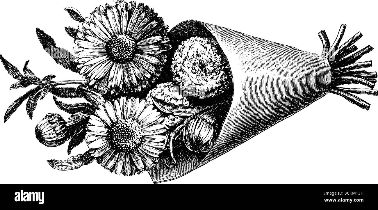 Incisione dettagliata di petali di calendula essiccati per uso e design a base di erbe. Illustrazione Vettoriale