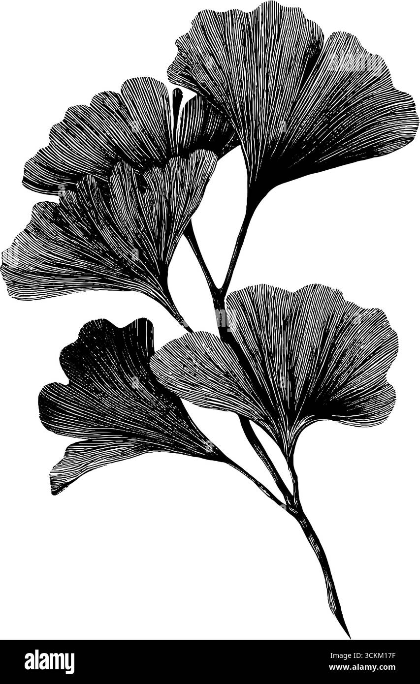 Illustrazione vintage incisa di foglie di ginkgo e lumaca per design e decorazione. Illustrazione Vettoriale