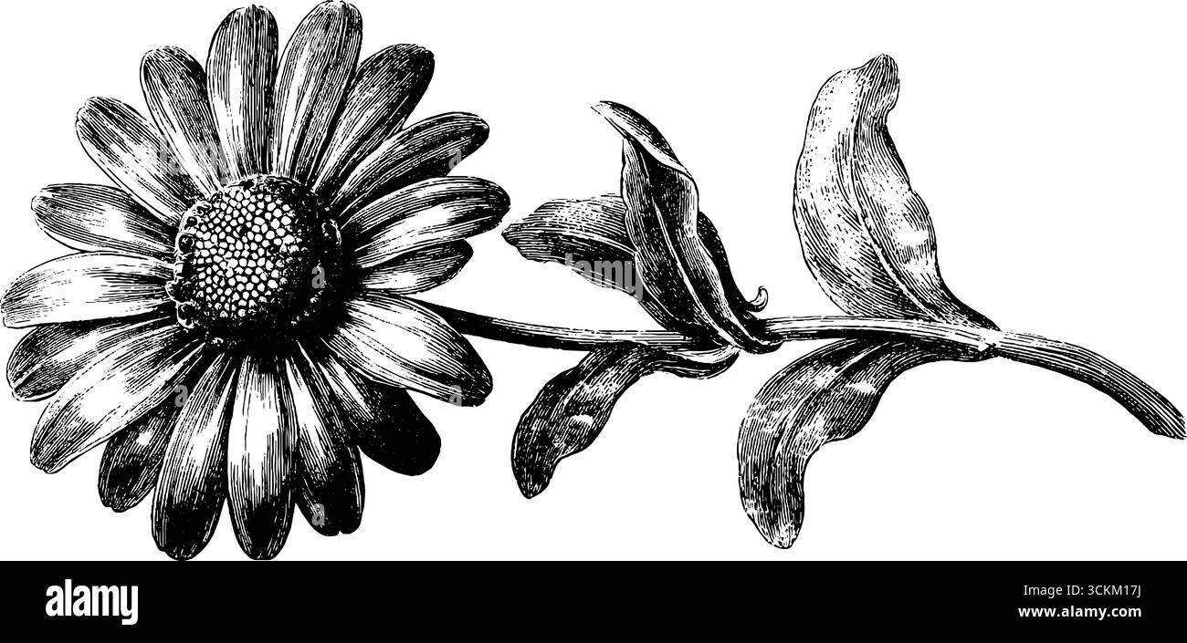 Fiore a margherita vintage inciso con disegno a stelo per un design retrò. Illustrazione Vettoriale