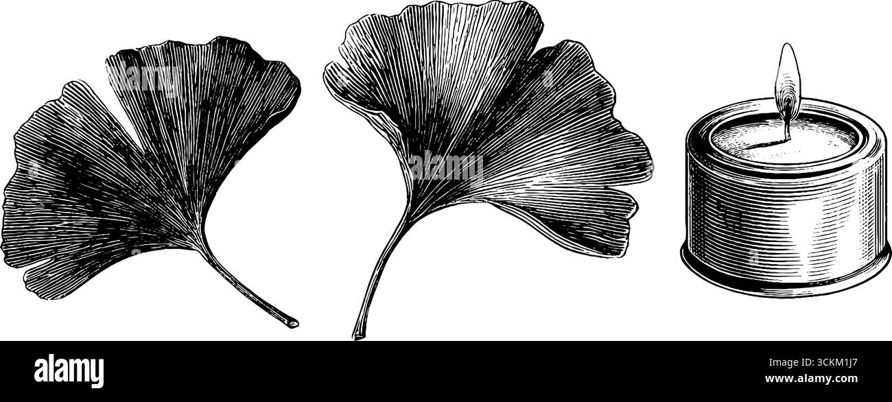 Foglie di ginkgo vintage incise e illustrazione a candela per progetti di design retrò. Illustrazione Vettoriale