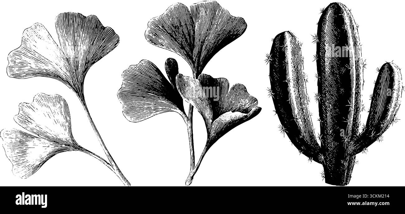 Incisione vintage di ginkgo e cactus per design e decorazioni botaniche. Illustrazione Vettoriale
