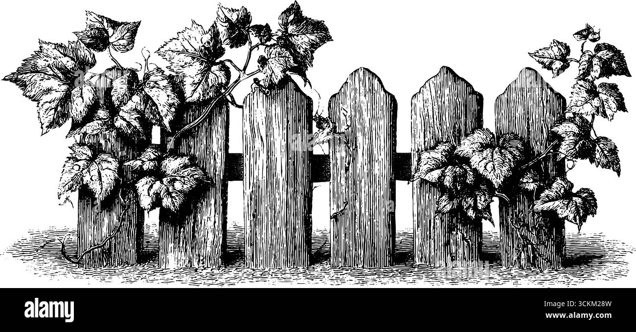 Incisione vintage di recinzione in legno con vite in giardino rustico per arte murale. Illustrazione Vettoriale