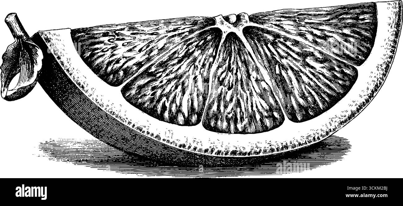 Incisione vintage di una fetta di pompelmo per un design e un arredamento retrò. Illustrazione Vettoriale