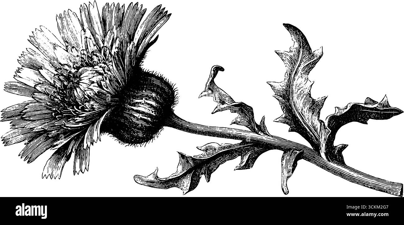 Intricata illustrazione incisa di fiori e foglie di alghe per un design botanico. Illustrazione Vettoriale