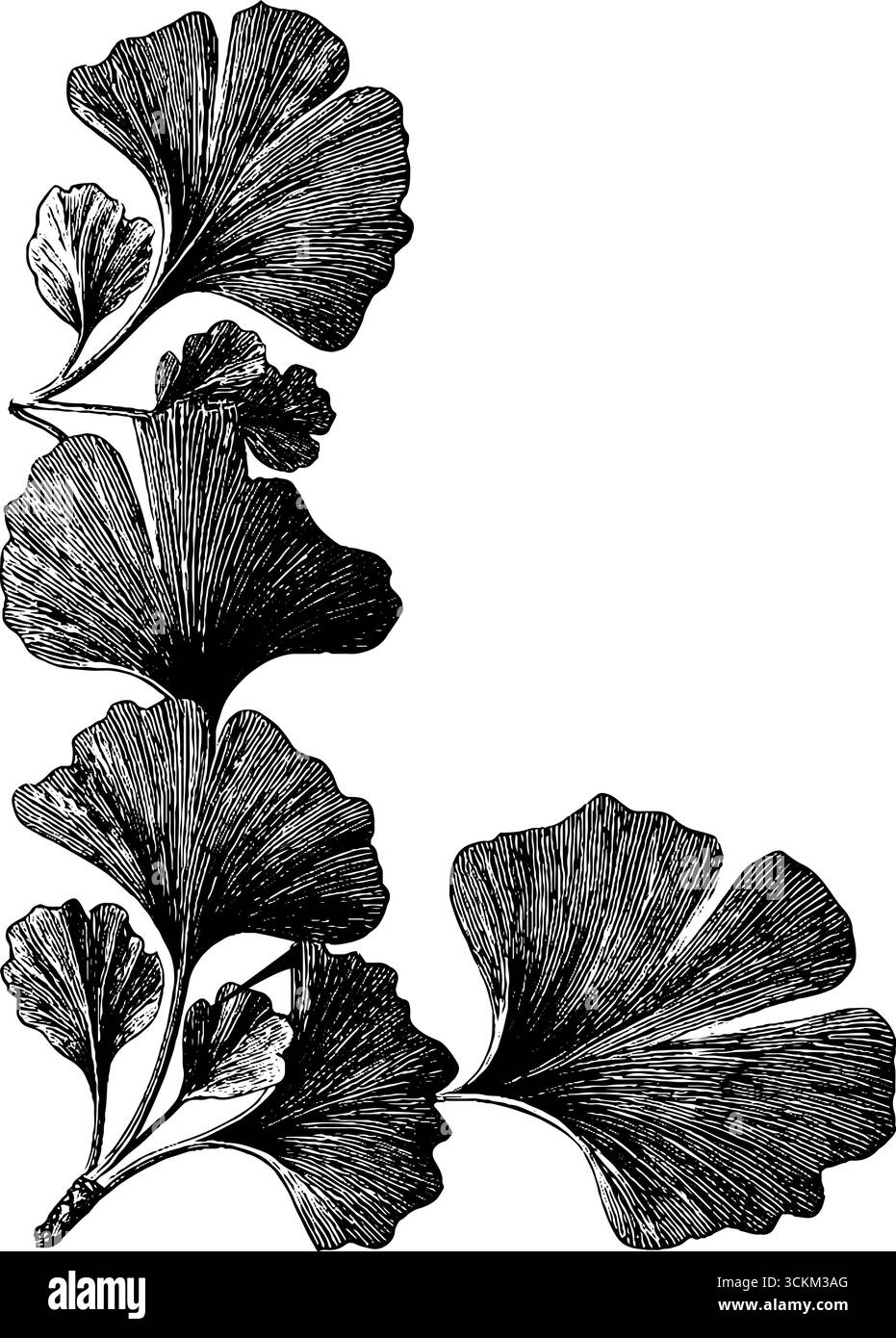 Angolo ornamentale vintage con incisioni e foglie di ginkgo per un design retrò. Illustrazione Vettoriale