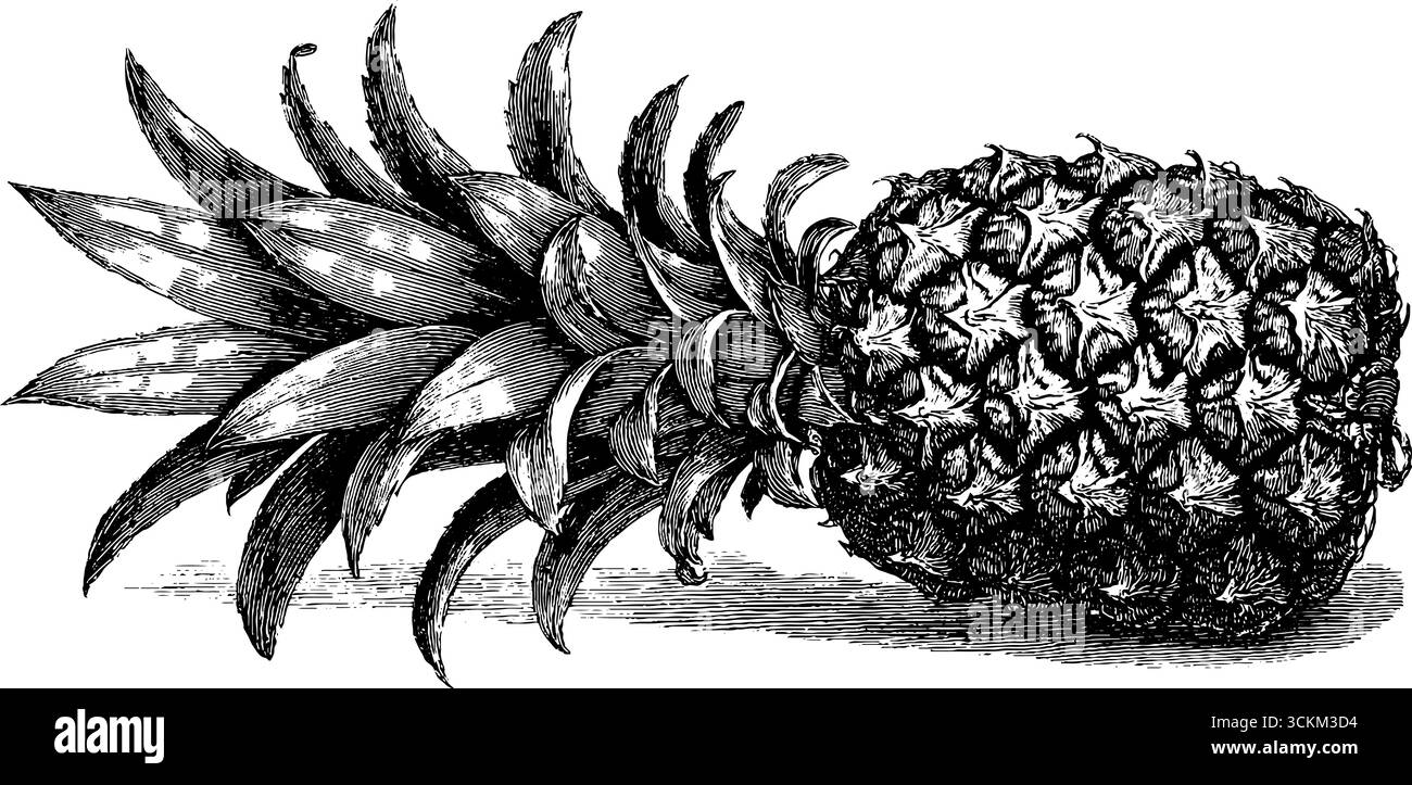 Illustrazione vintage con ananas inciso per un design e una stampa retrò. Illustrazione Vettoriale