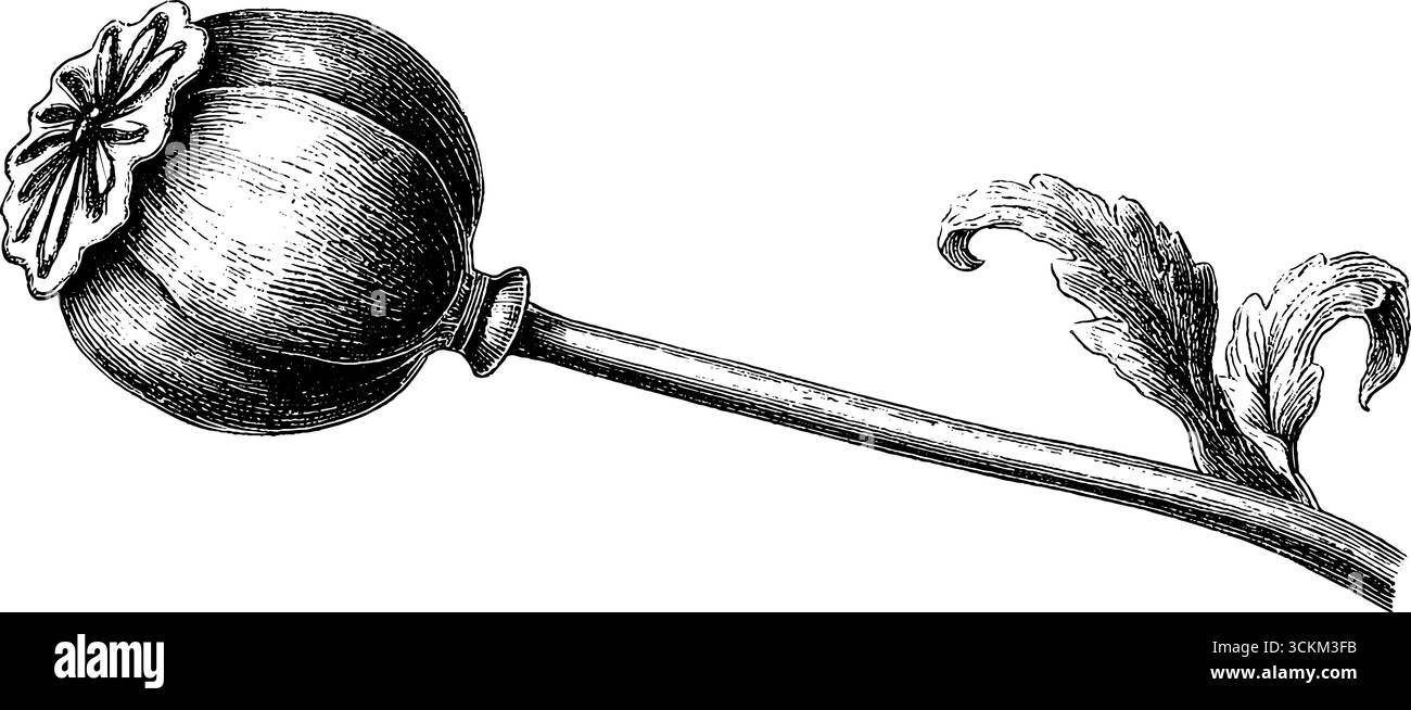 Testa di semi di papavero incisa con gambo lungo - schizzo botanico retrò per il design. Illustrazione Vettoriale