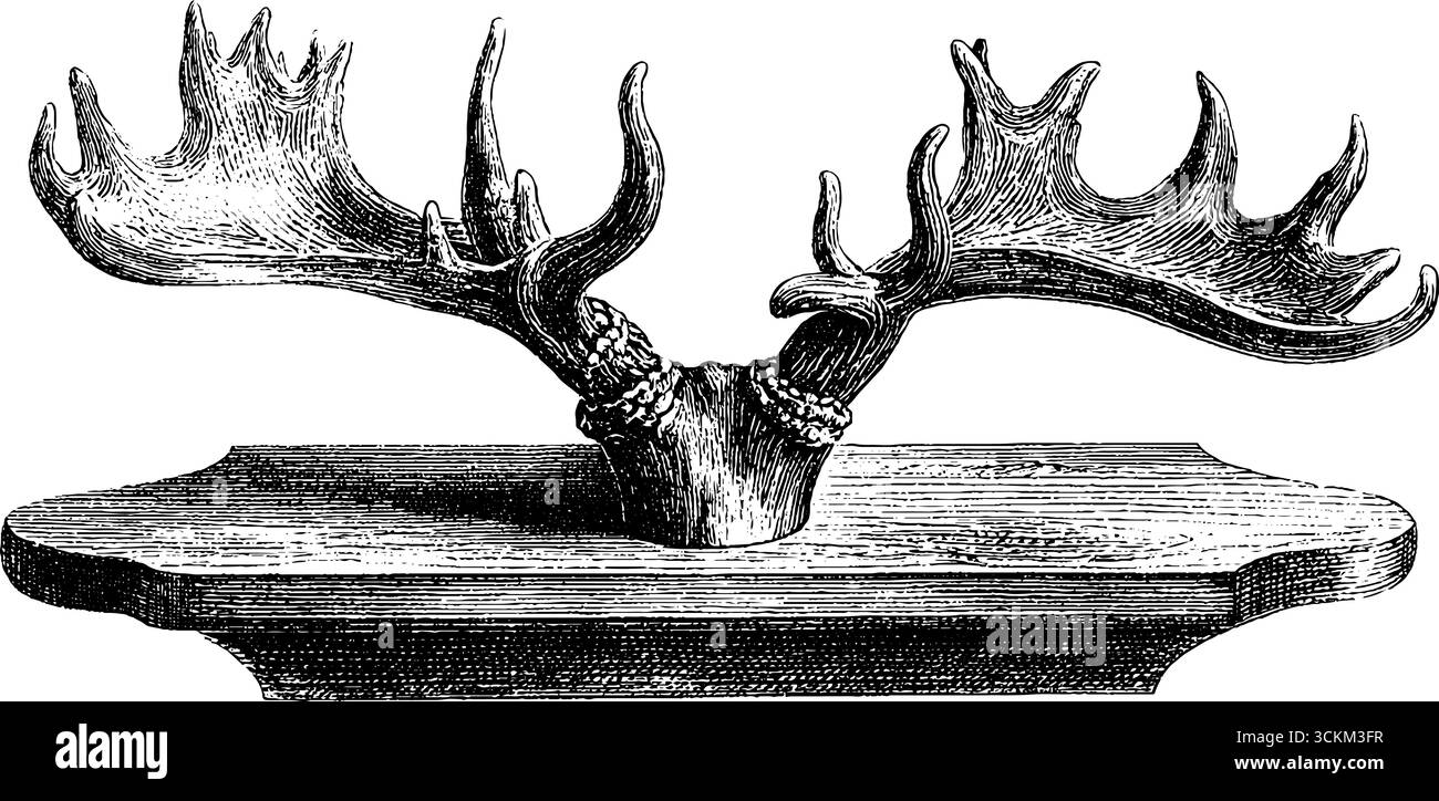 Illustrazione vintage incisa di corna montate per decorazioni e design rustici. Illustrazione Vettoriale