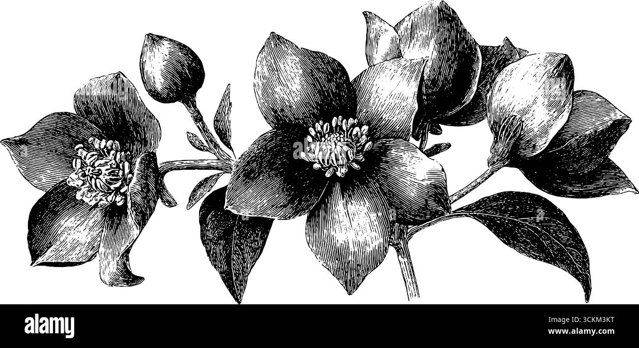 Illustrazione incisa di un portafoglio di fiori pressati per un design vintage. Illustrazione Vettoriale