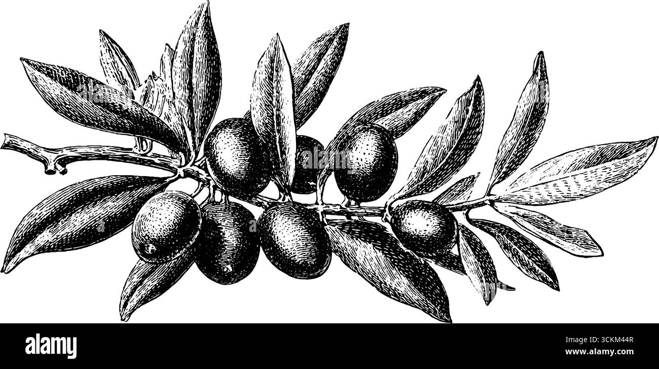 Illustrazione con incisione sul ramo d'oliva vintage per un design e una decorazione retrò. Illustrazione Vettoriale