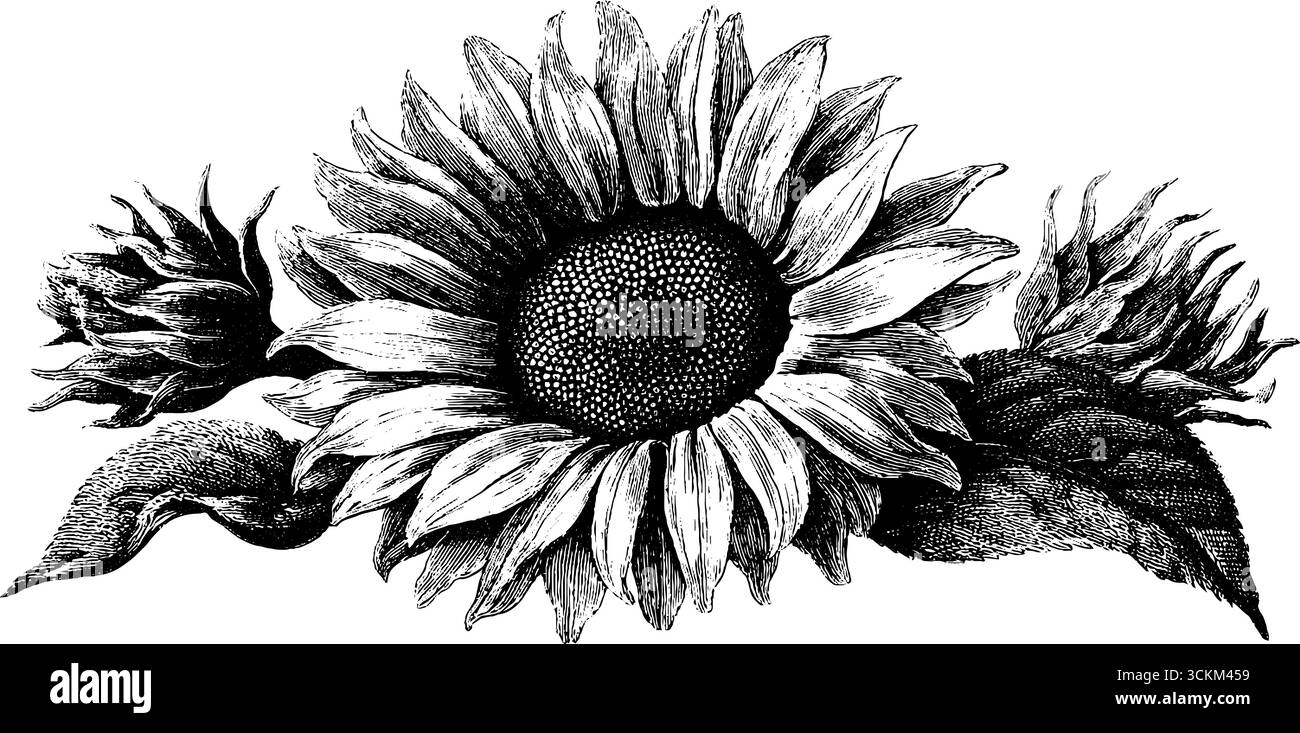 Opere d'arte di girasole incise per un design botanico vintage. Illustrazione Vettoriale