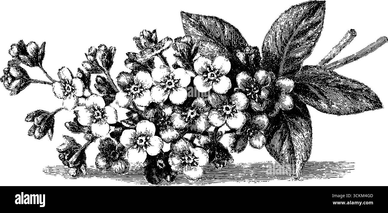 Incisione vintage di fiori Forget-me-Not - schizzo botanico per un design retrò. Illustrazione Vettoriale