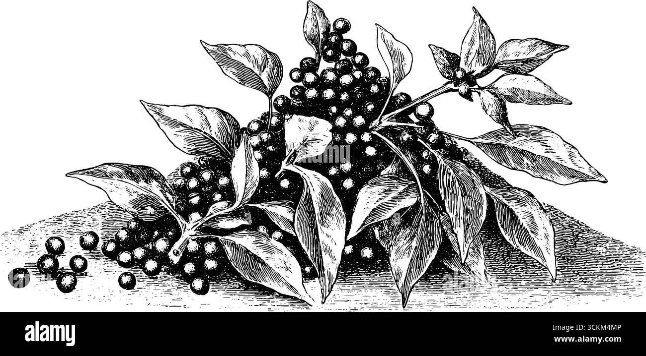 Incisione vintage di grani di pepe con foglie per un design culinario e botanico. Illustrazione Vettoriale