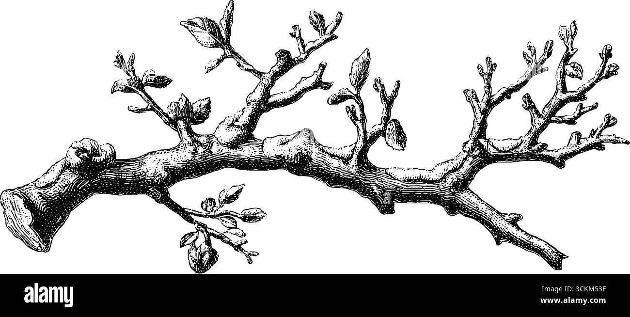 Ramo d'albero inciso con neve - design vintage invernale per stampa o poster. Illustrazione Vettoriale