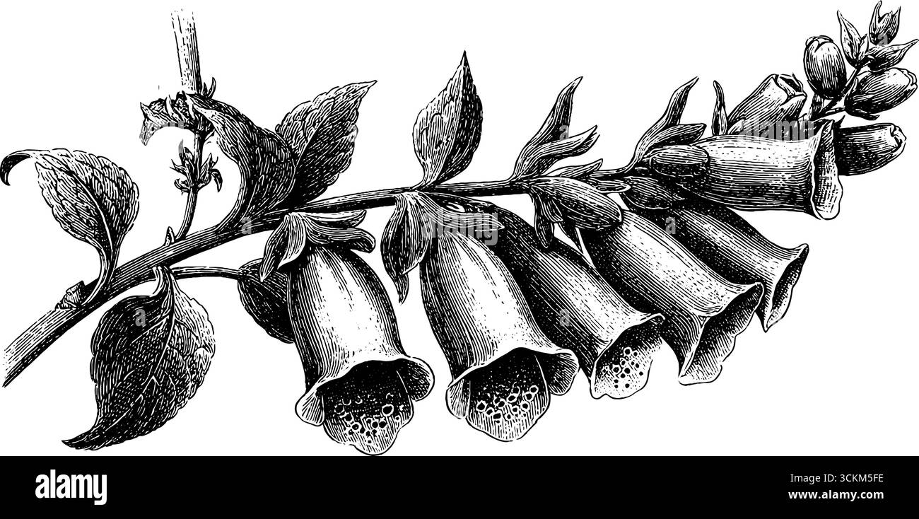 Incisione vintage del gambo foxglove con fiori a forma di campana per un design botanico. Illustrazione Vettoriale