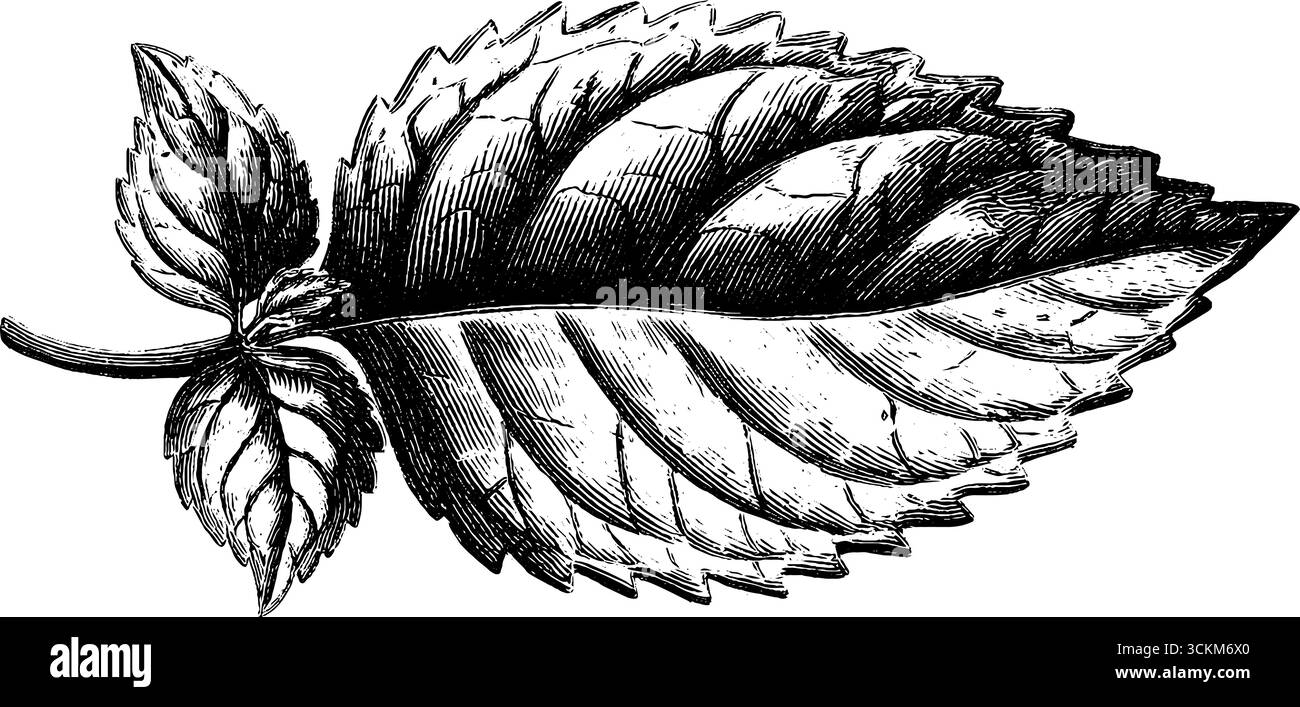 Schizzo botanico inciso di foglie di menta con bordi seghettati per un design vintage. Illustrazione Vettoriale