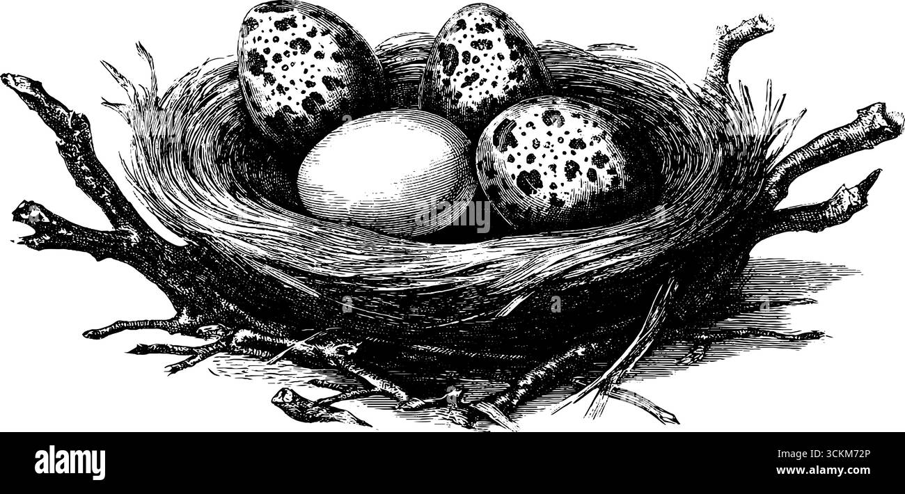 Incisione vintage del nido di uccelli con uova maculate per un design retrò della natura. Illustrazione Vettoriale